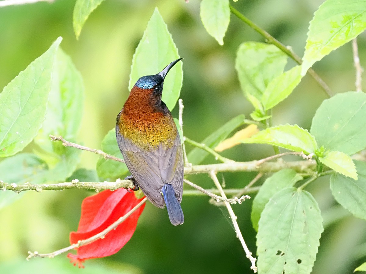 Maroon-naped Sunbird - ML620270739