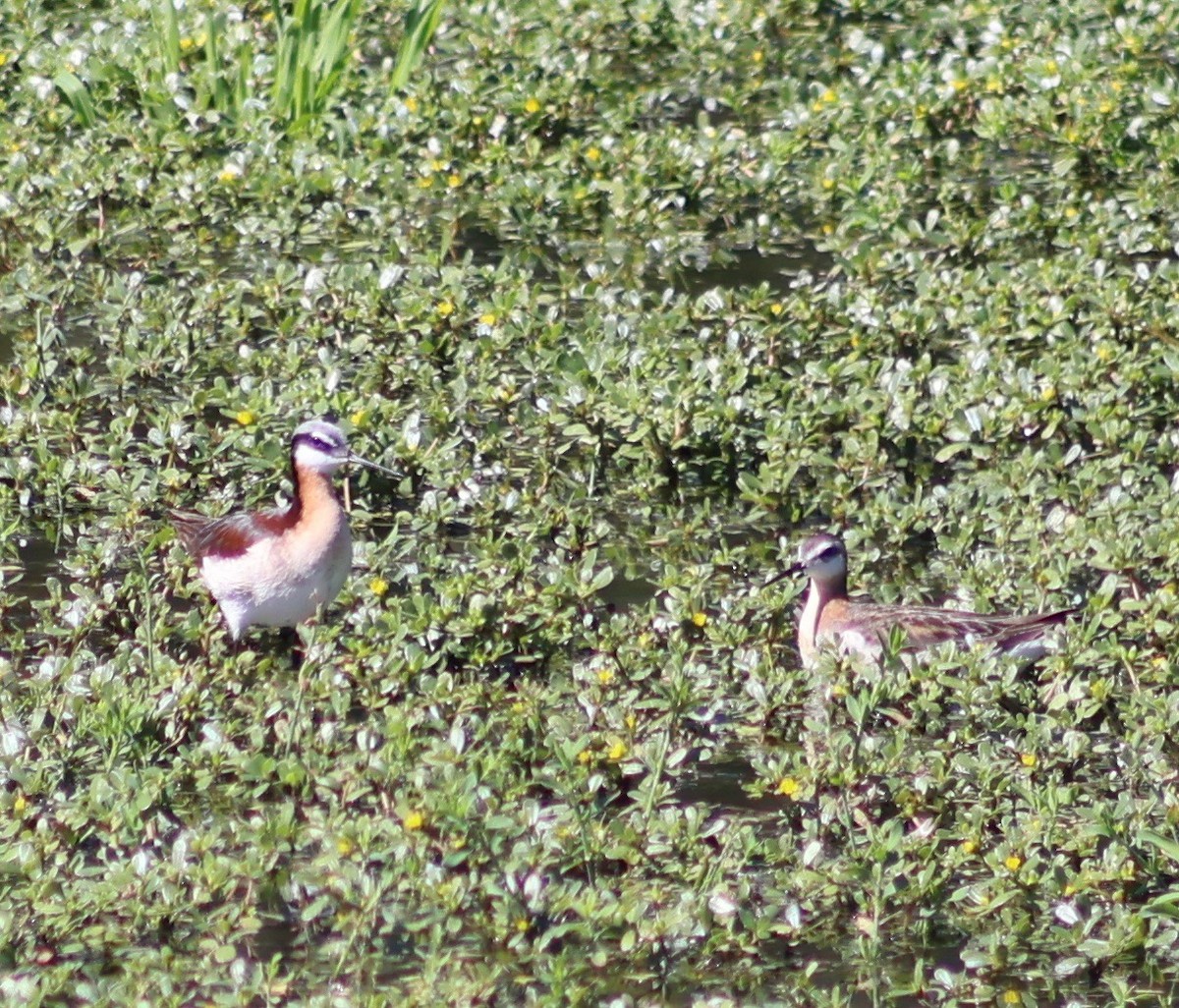 hvithalesvømmesnipe - ML620270740