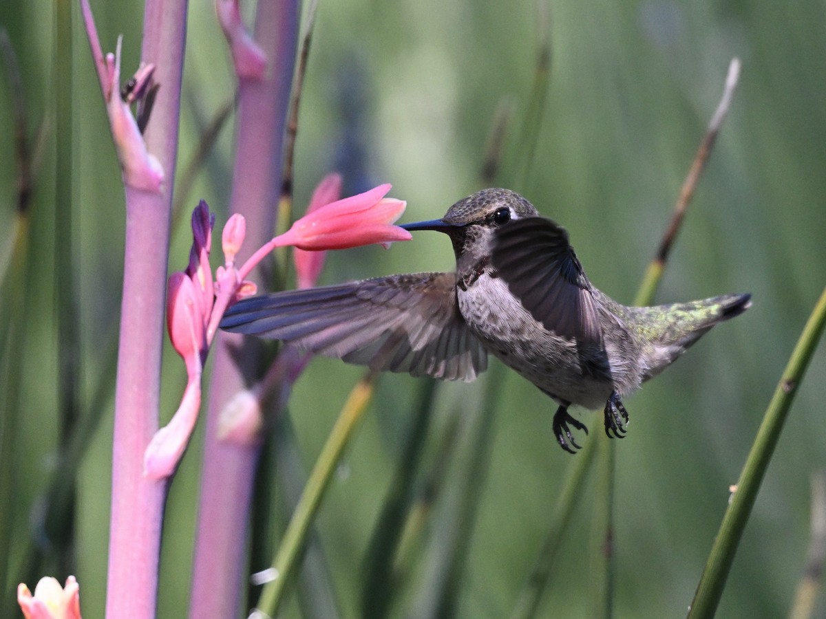 Anna's Hummingbird - ML620270745