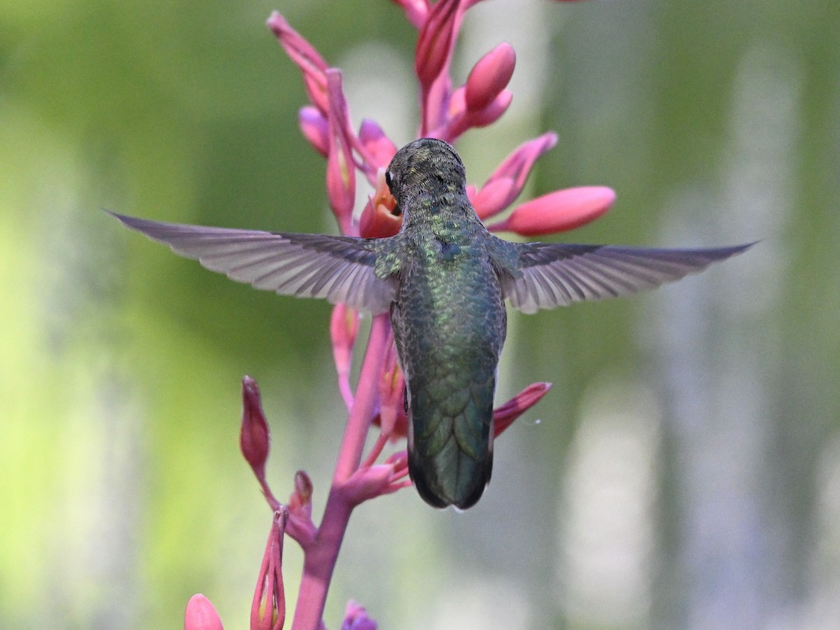 Anna's Hummingbird - ML620270747