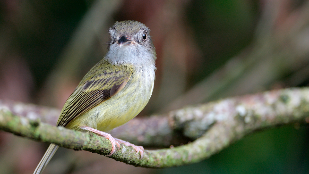 Northern Bentbill - ML620270756