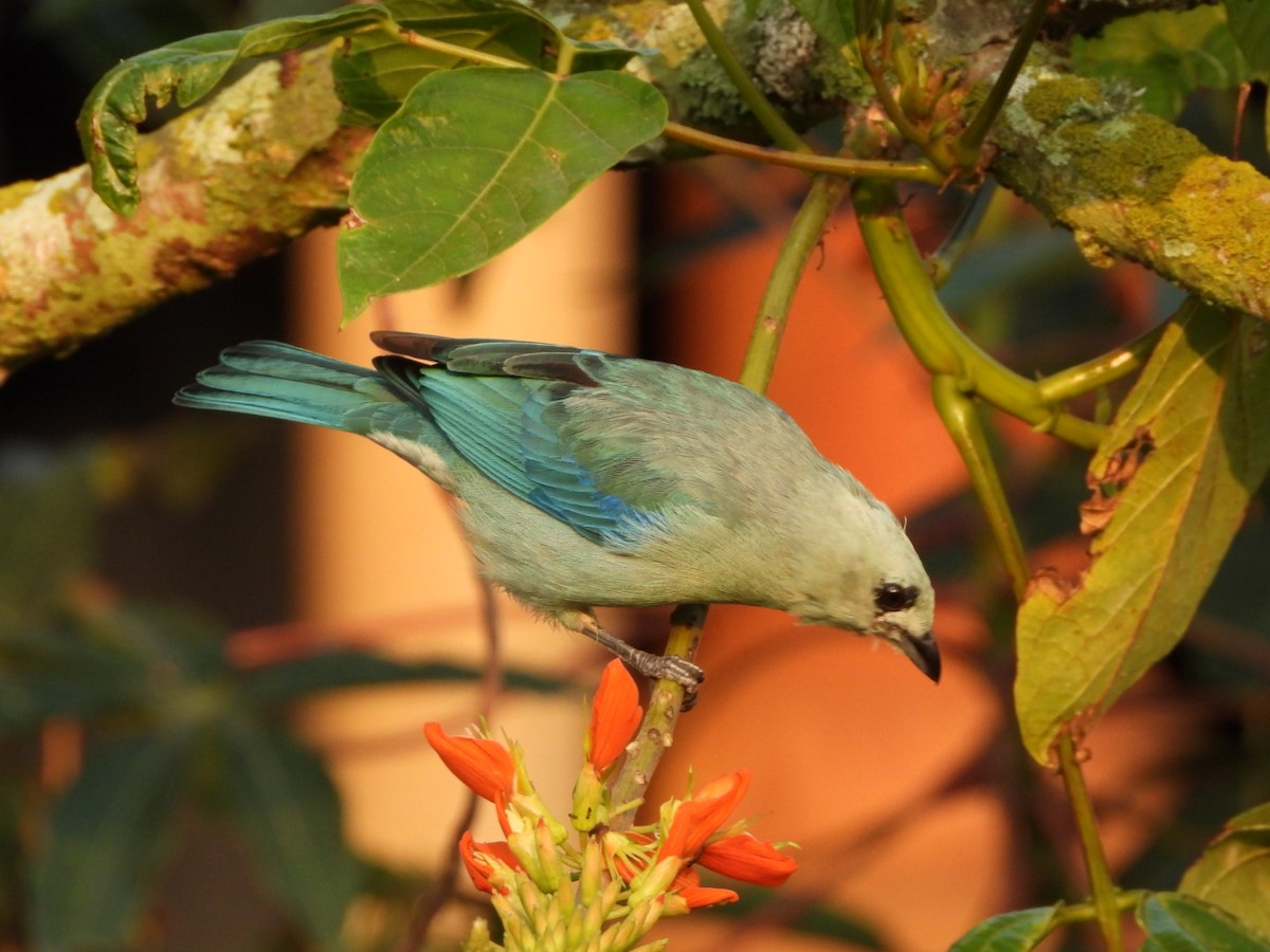 Blue-gray Tanager - ML620270758