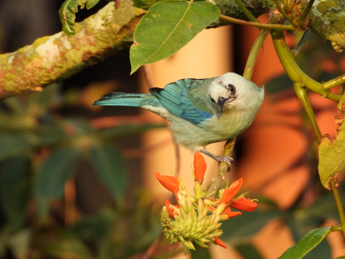 Blue-gray Tanager - ML620270759