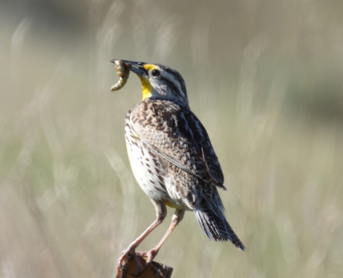 Western Meadowlark - ML620270760