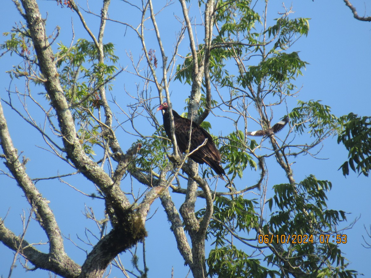 Turkey Vulture - ML620270761