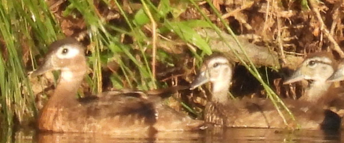 Wood Duck - ML620270765