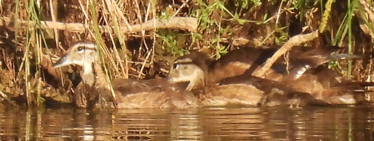 Wood Duck - ML620270767