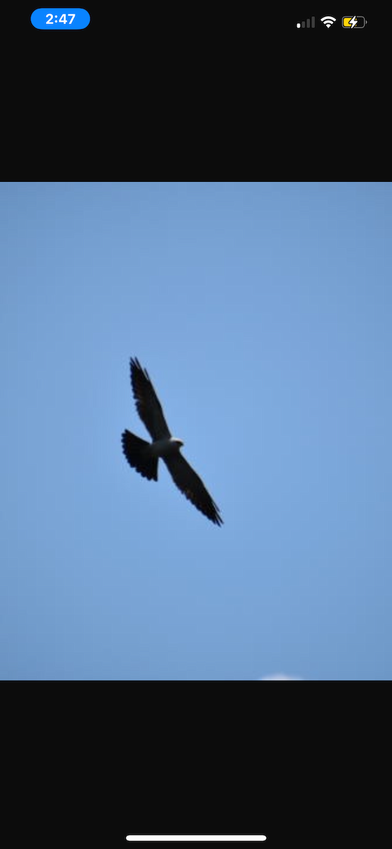 Mississippi Kite - ML620270772