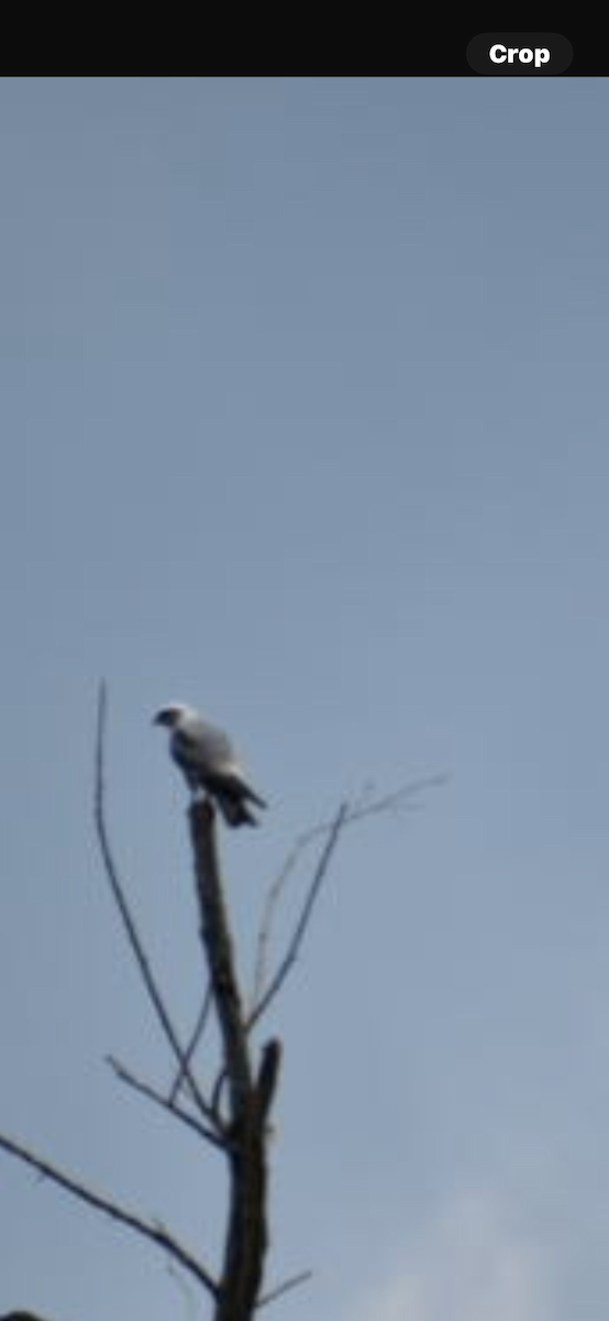 Mississippi Kite - ML620270773