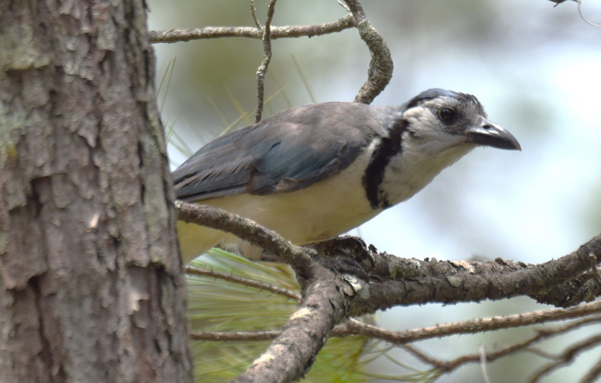 White-throated Magpie-Jay - ML620270780