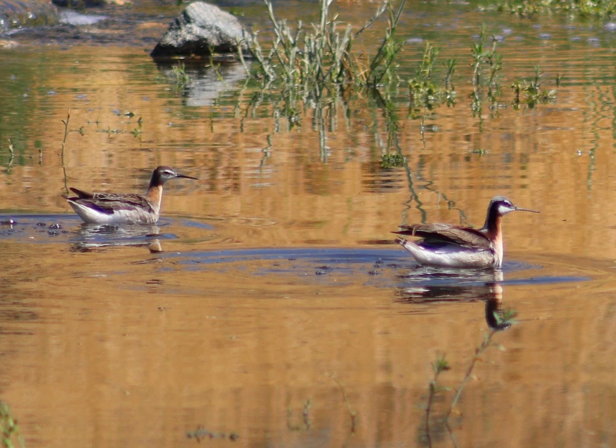 hvithalesvømmesnipe - ML620270785