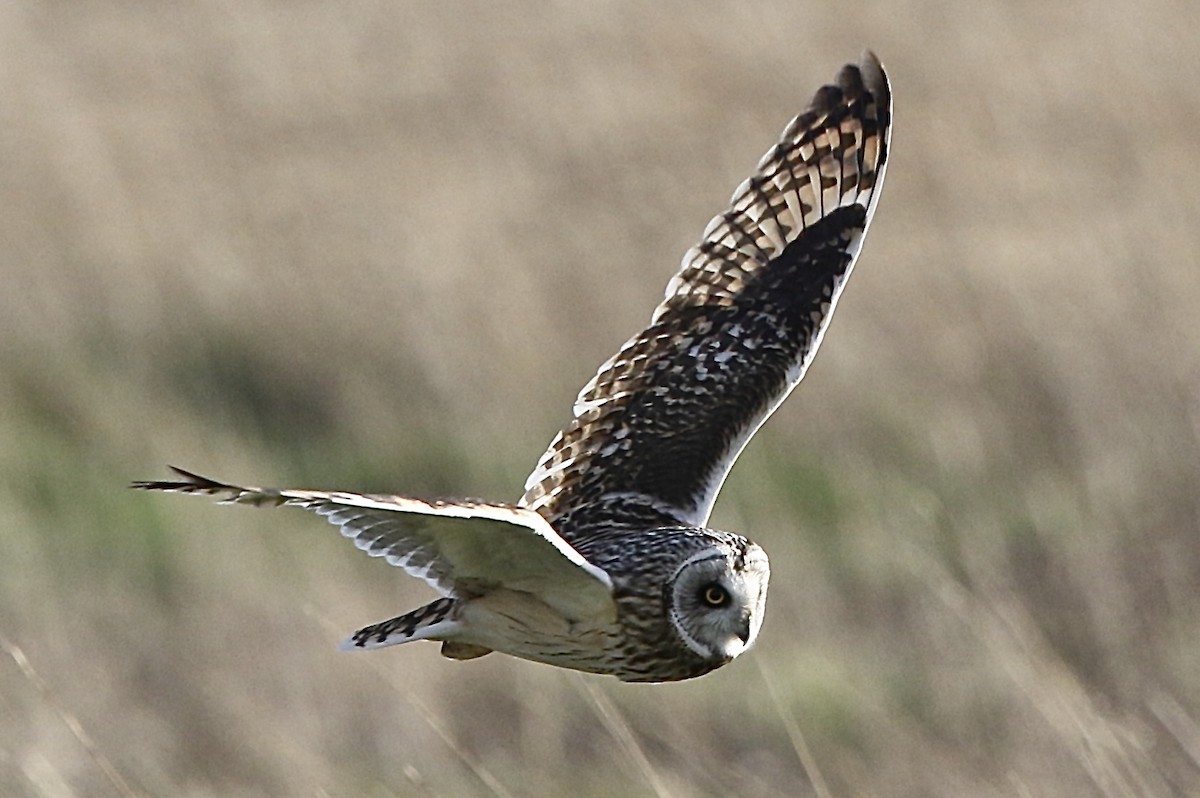 Short-eared Owl - ML620270788