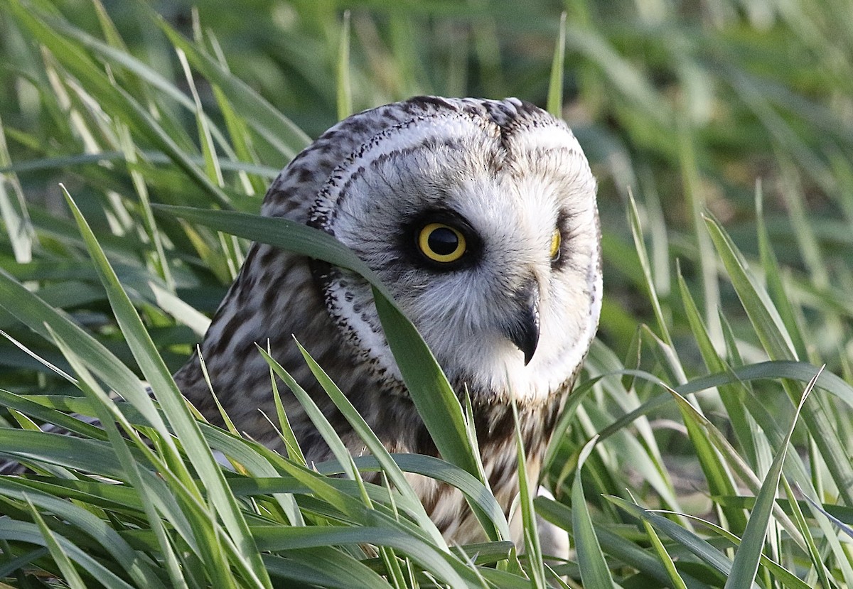 Short-eared Owl - ML620270790