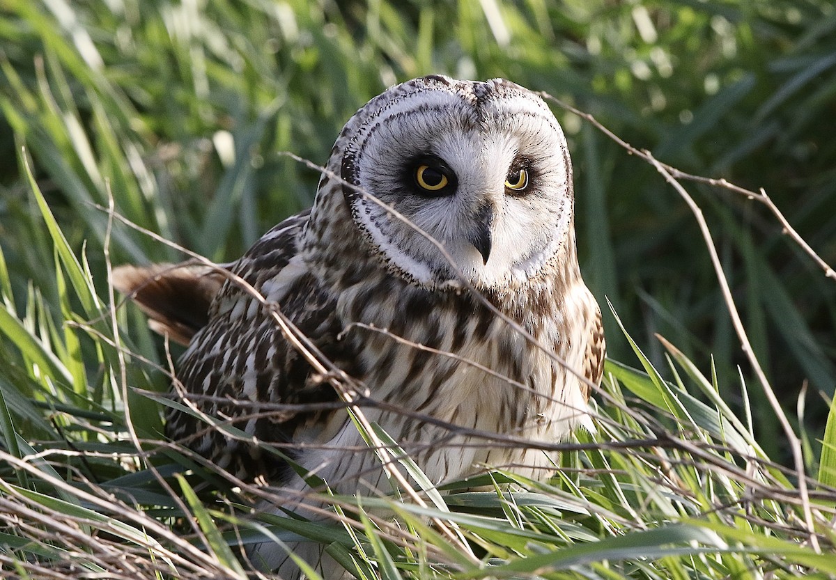 Short-eared Owl - ML620270792