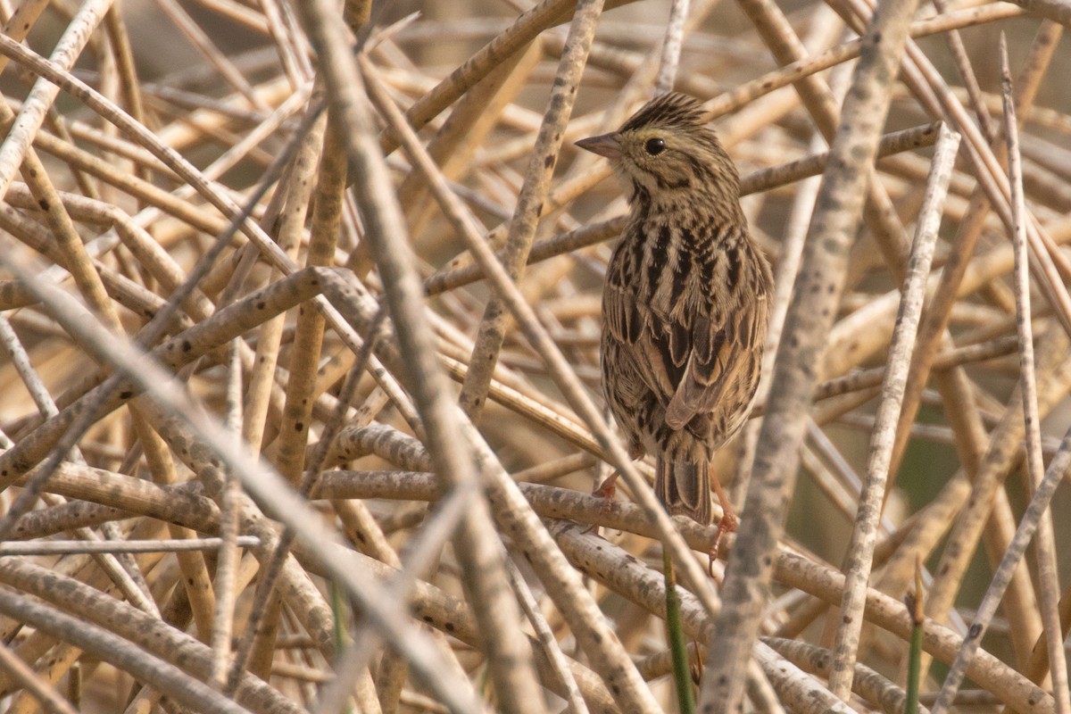 Savannah Sparrow - ML620270794