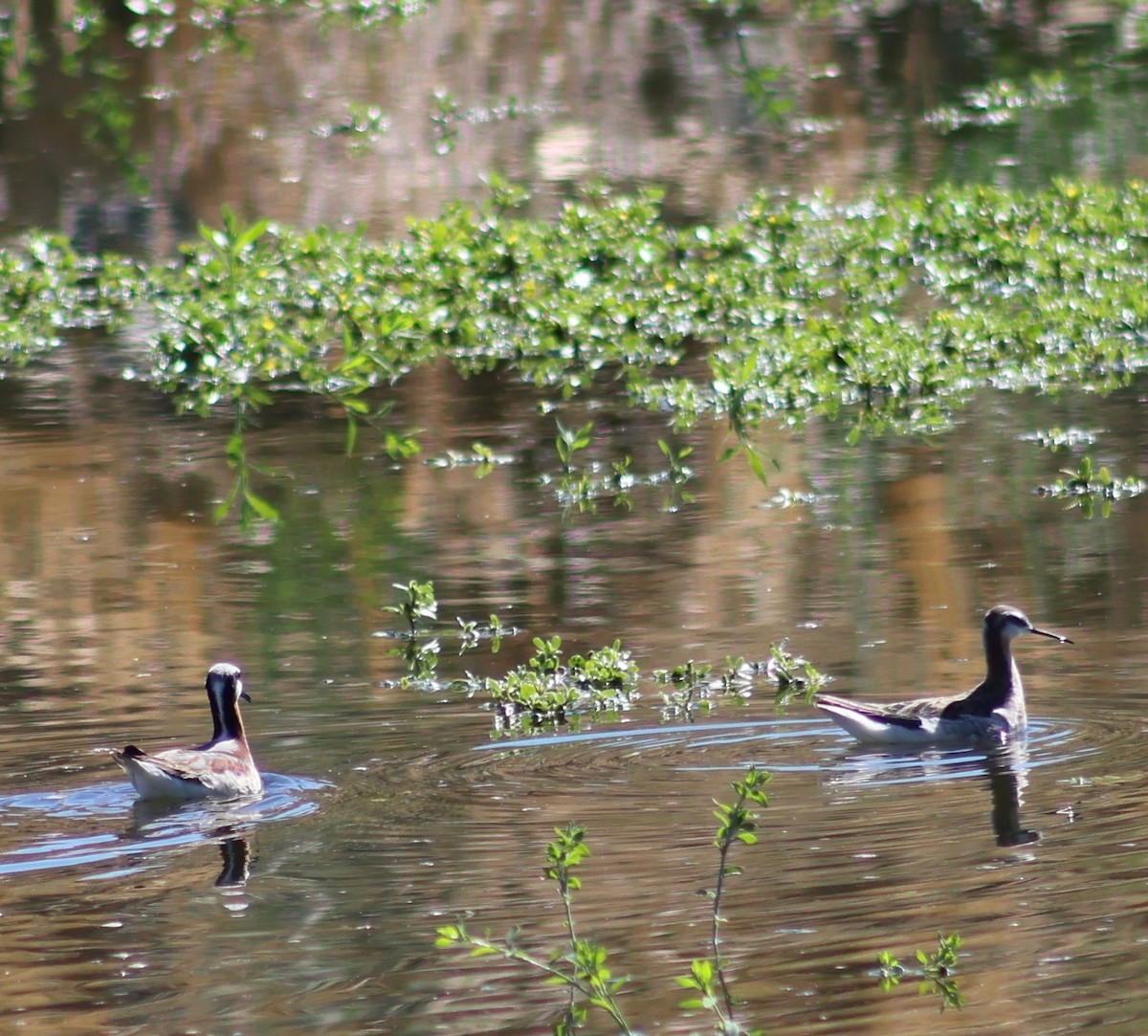 Wilson's Phalarope - ML620270795