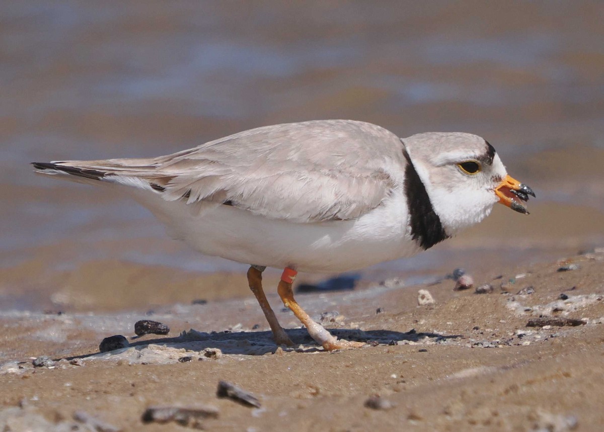 Piping Plover - ML620270797