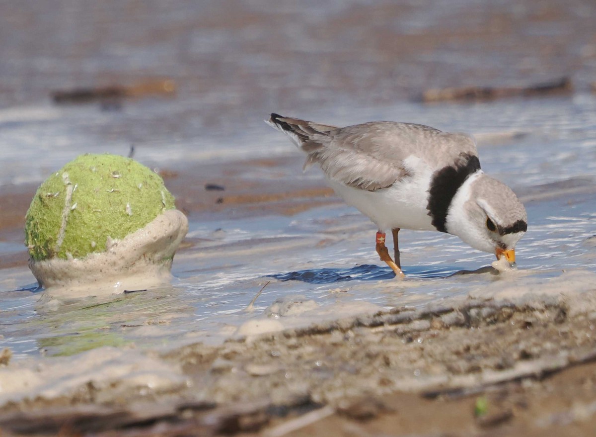 Piping Plover - ML620270798