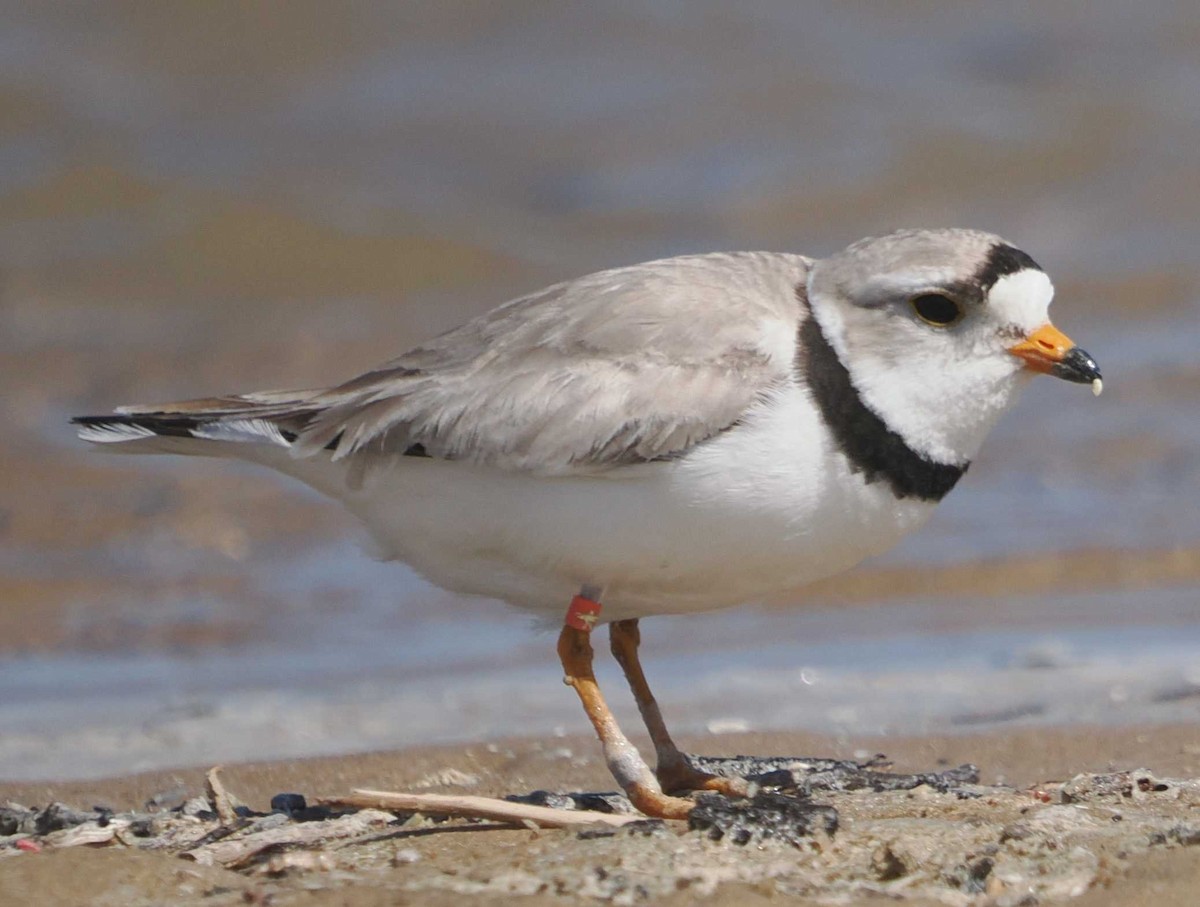 Piping Plover - ML620270799