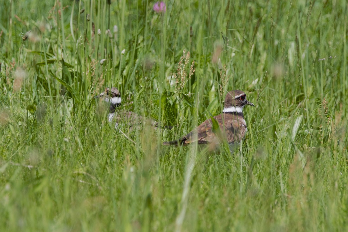 Killdeer - ML620270800