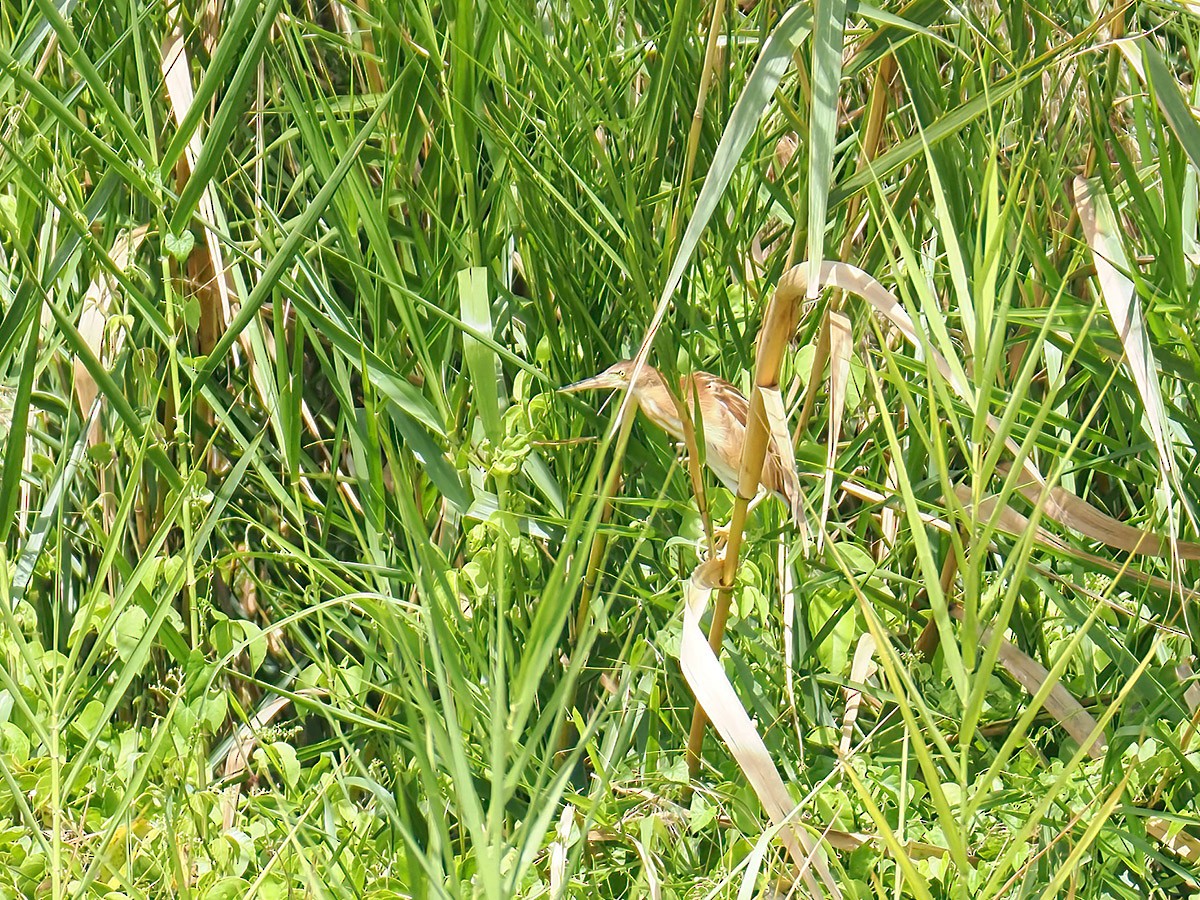 Yellow Bittern - ML620270811