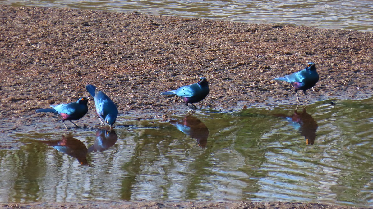 Greater Blue-eared Starling - ML620270812