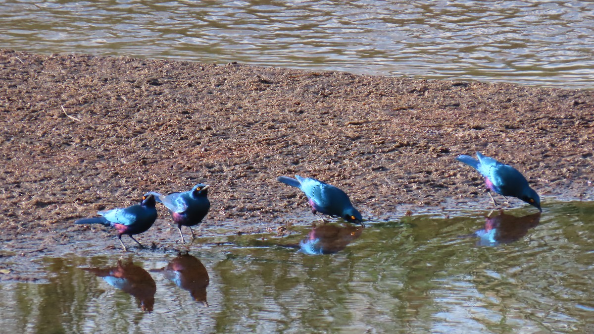 Greater Blue-eared Starling - ML620270813