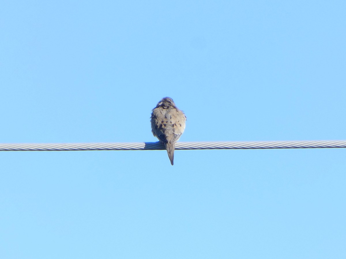 Mourning Dove - ML620270822