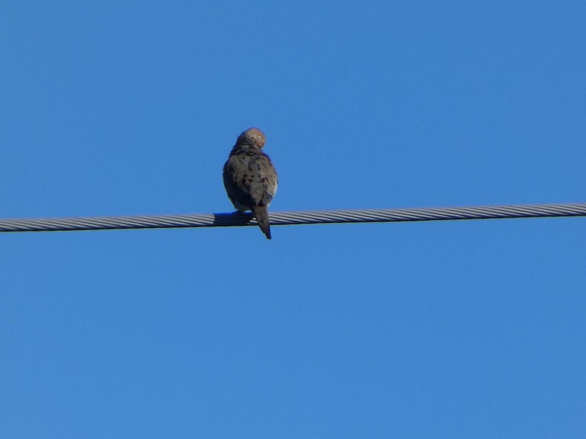 Mourning Dove - ML620270824