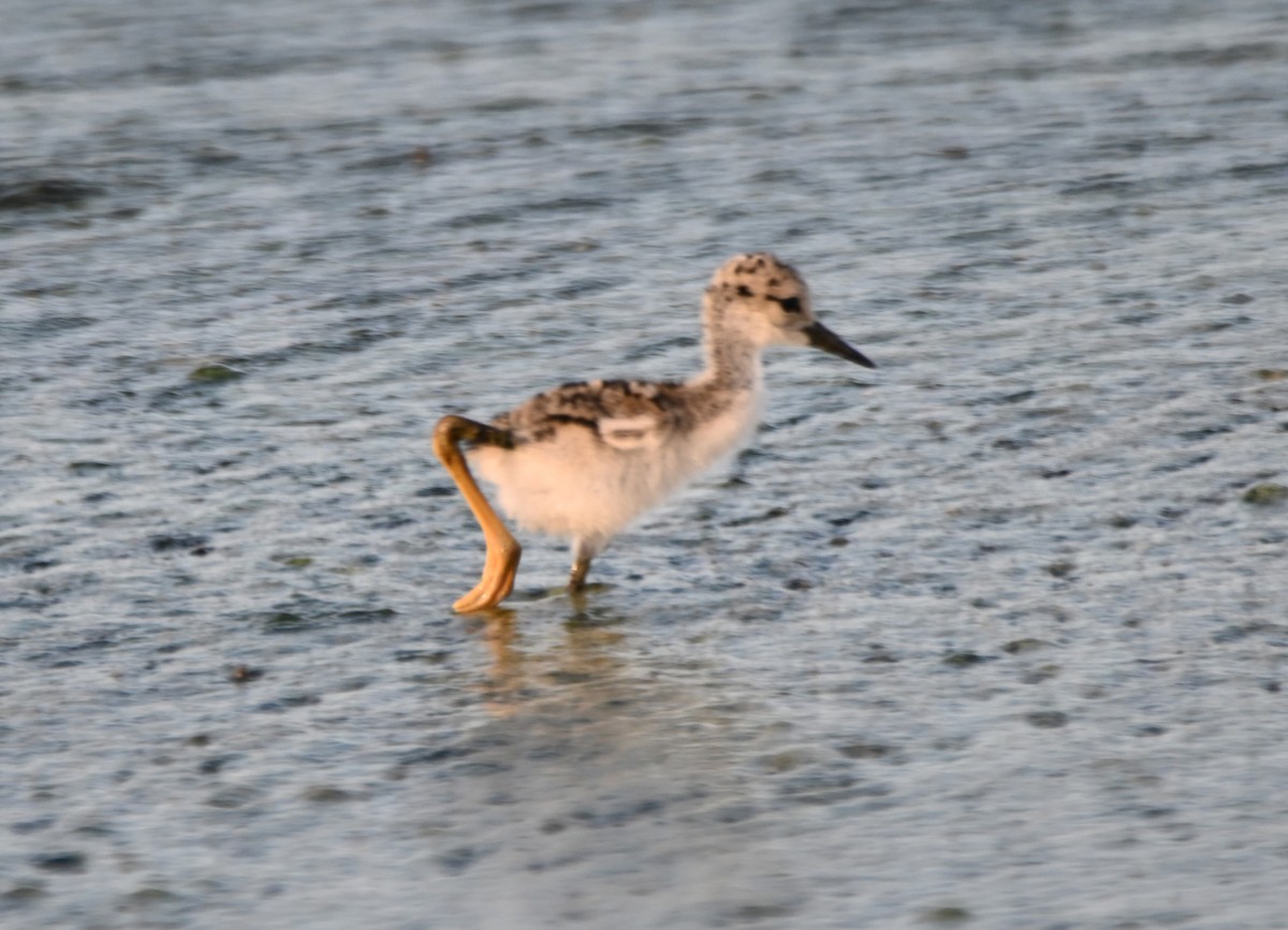 Black-necked Stilt - ML620270825