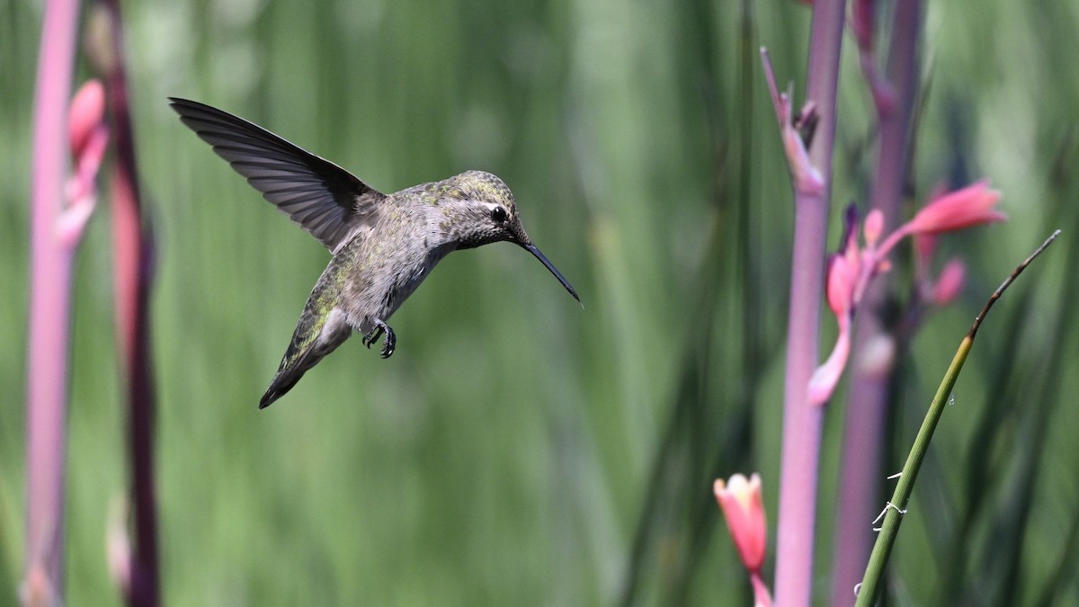 Anna's Hummingbird - ML620270826