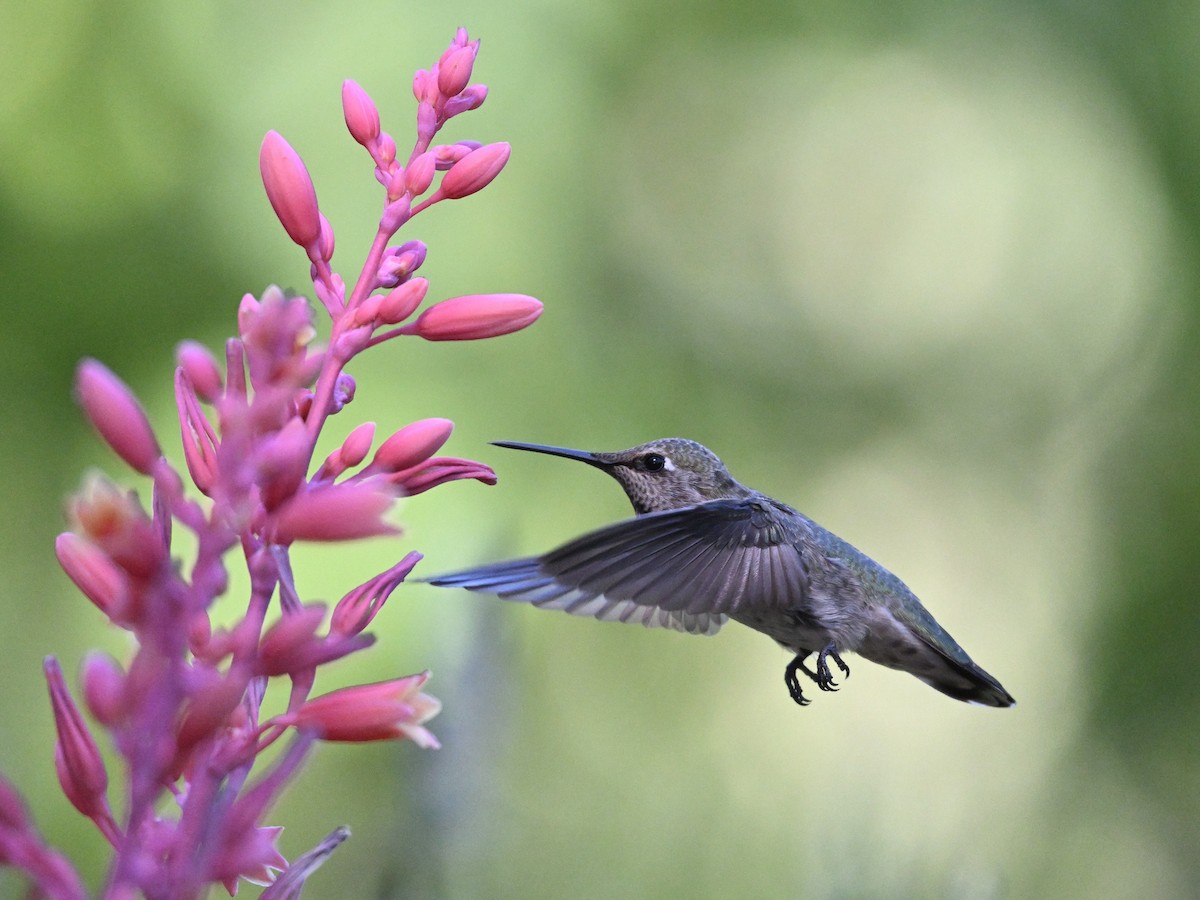 Anna's Hummingbird - ML620270827