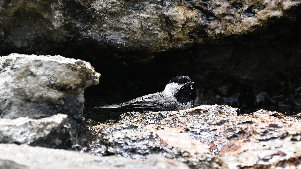 Carolina Chickadee - ML620270828