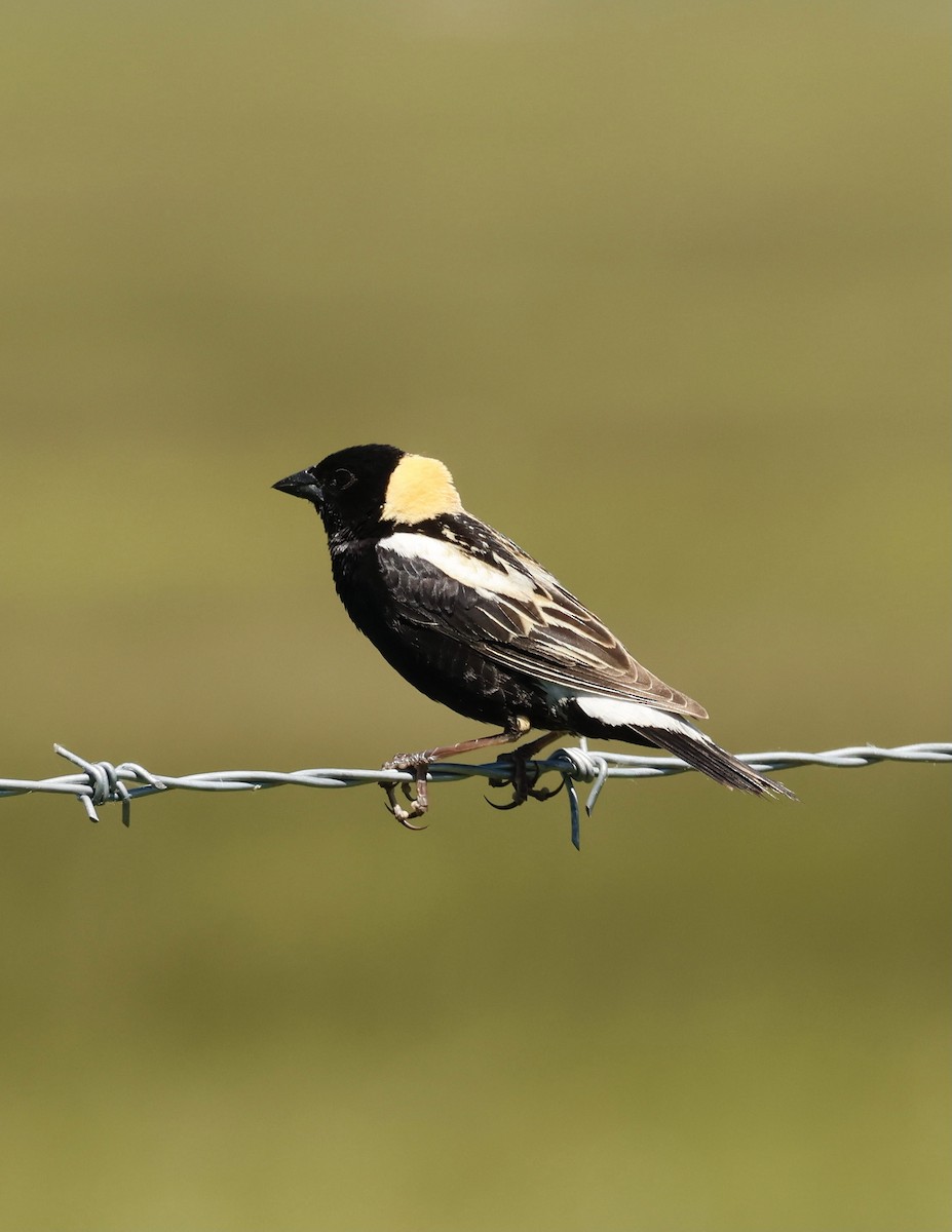 Bobolink - ML620270830