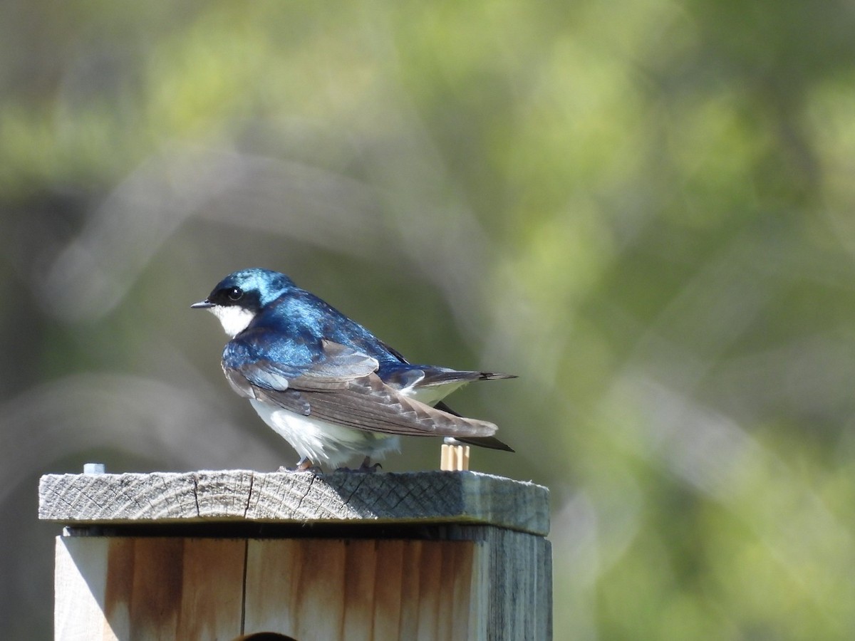 Tree Swallow - ML620270831