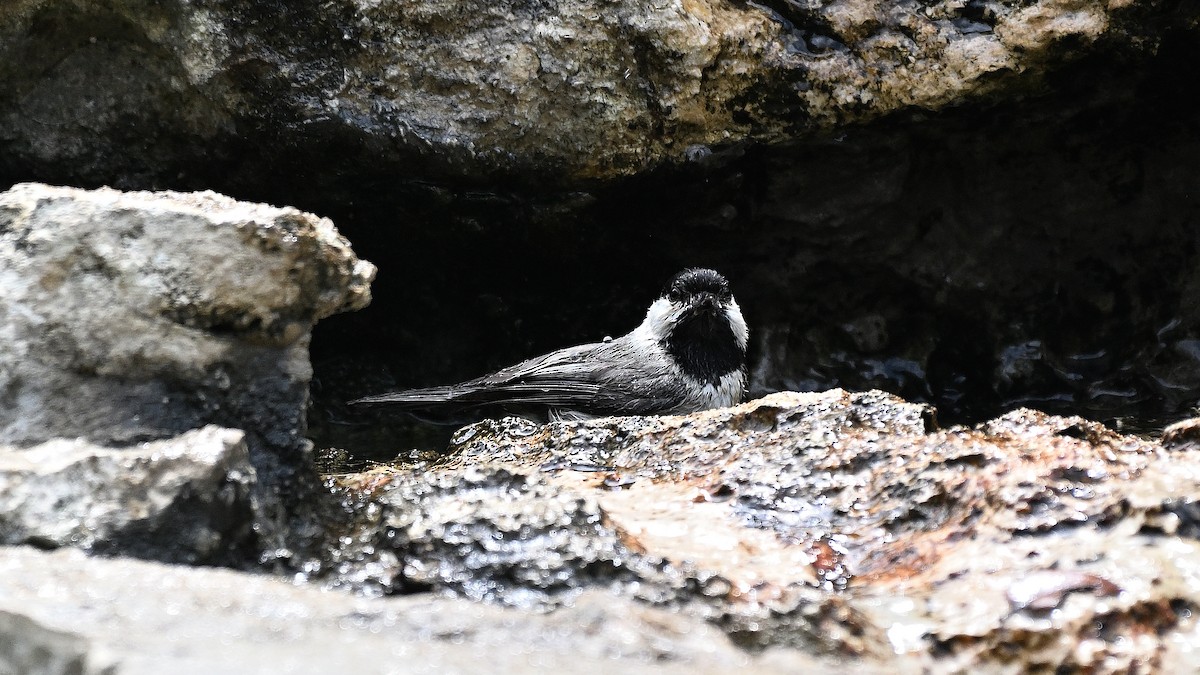 Carolina Chickadee - ML620270833