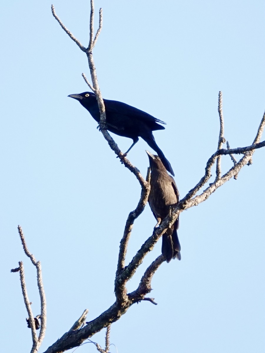 Common Grackle - ML620270834