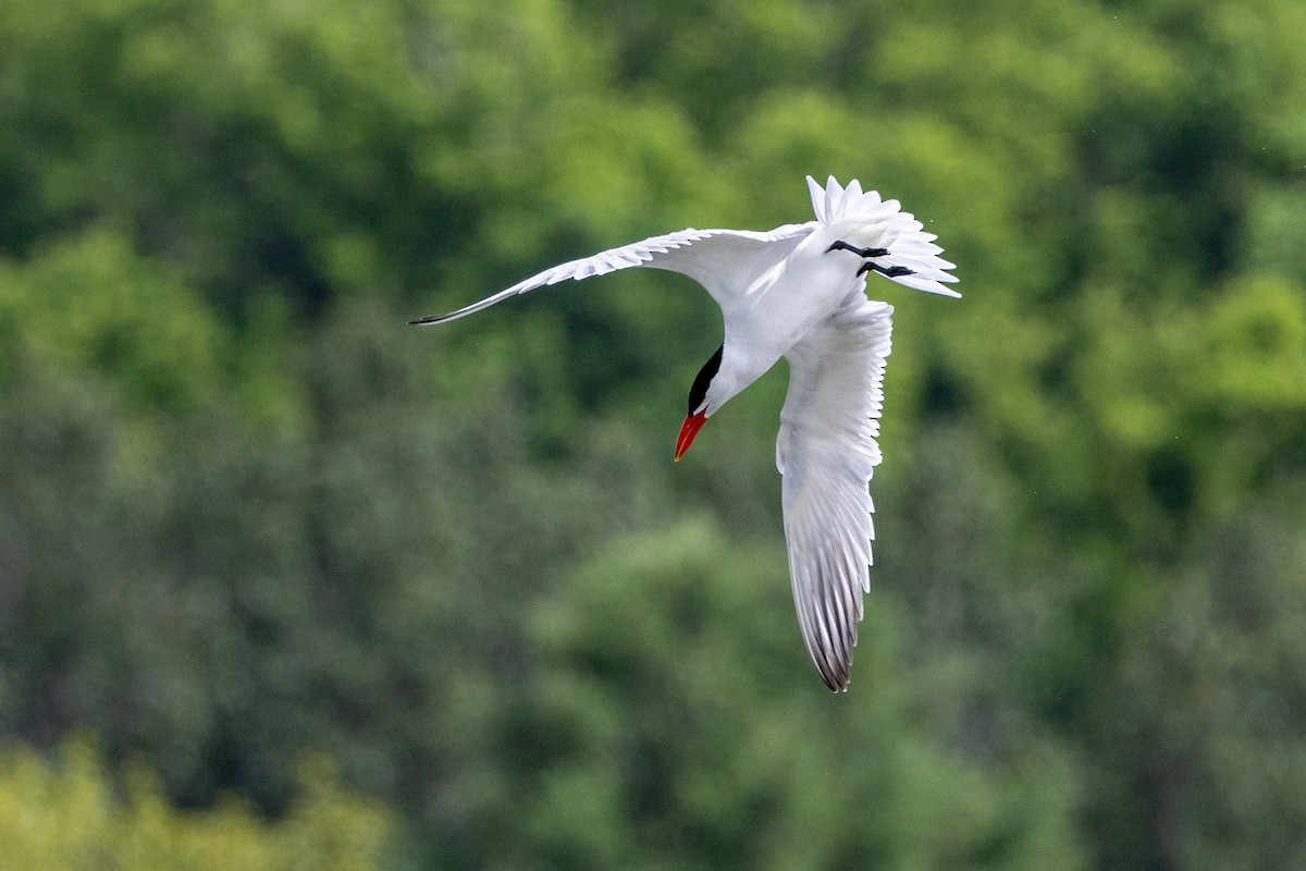 Caspian Tern - ML620270836