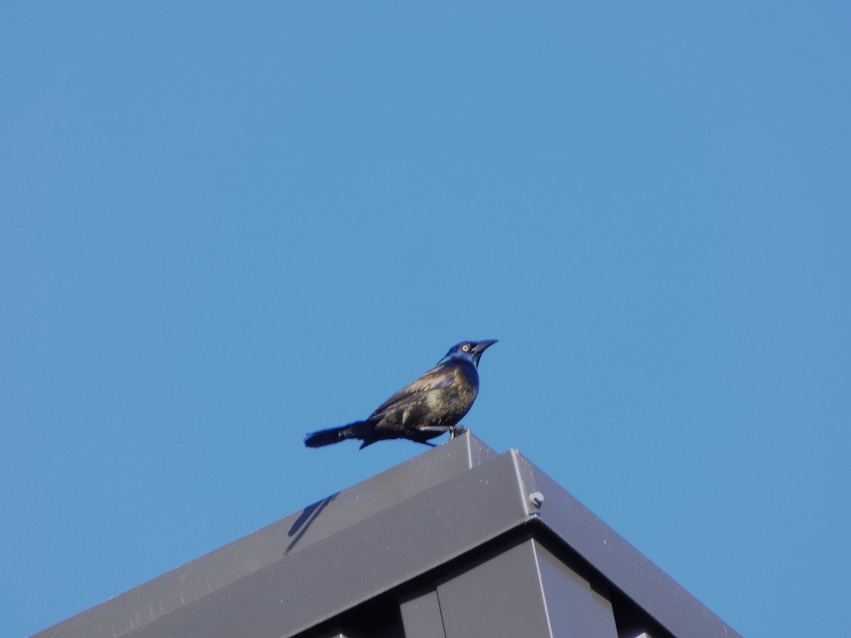 Common Grackle - ML620270840