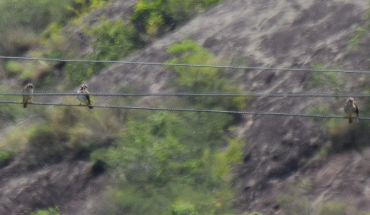 American Kestrel - ML620270845