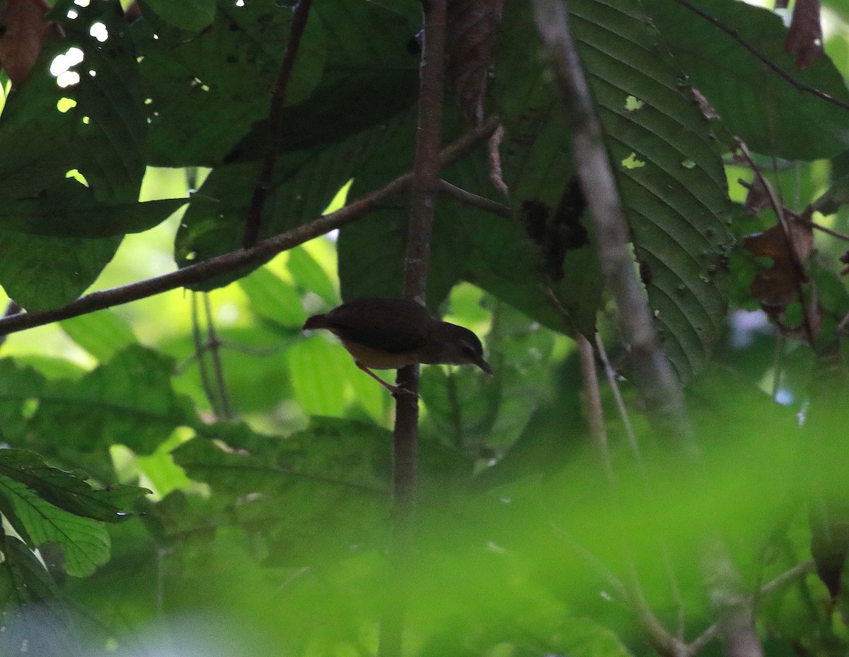 Short-tailed Babbler (Leaflitter) - ML620270846