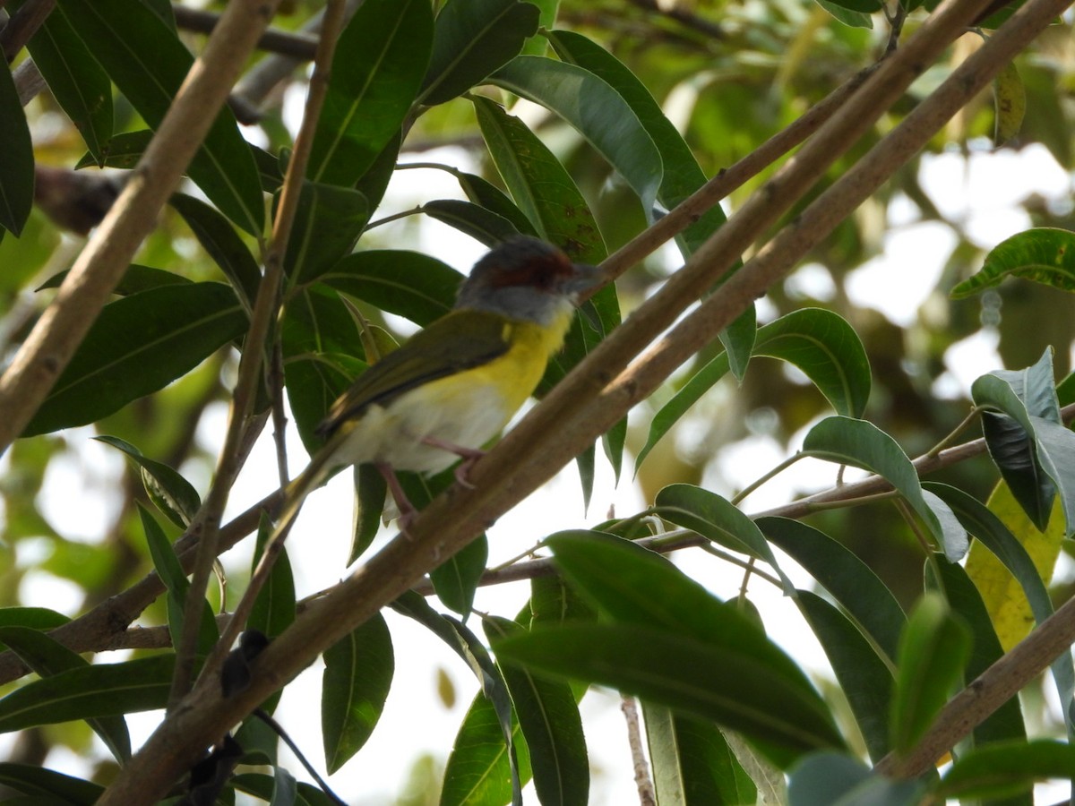 Rufous-browed Peppershrike - ML620270856