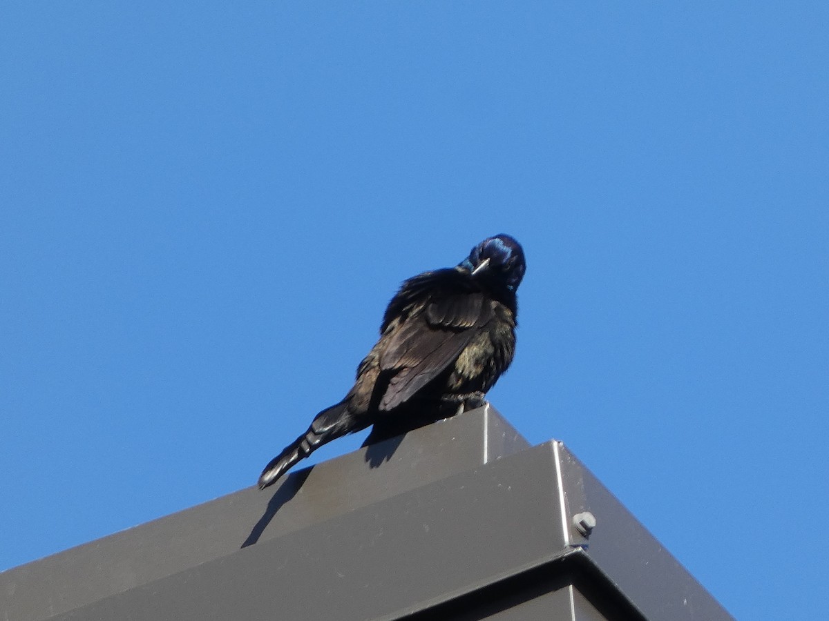 Common Grackle - ML620270857