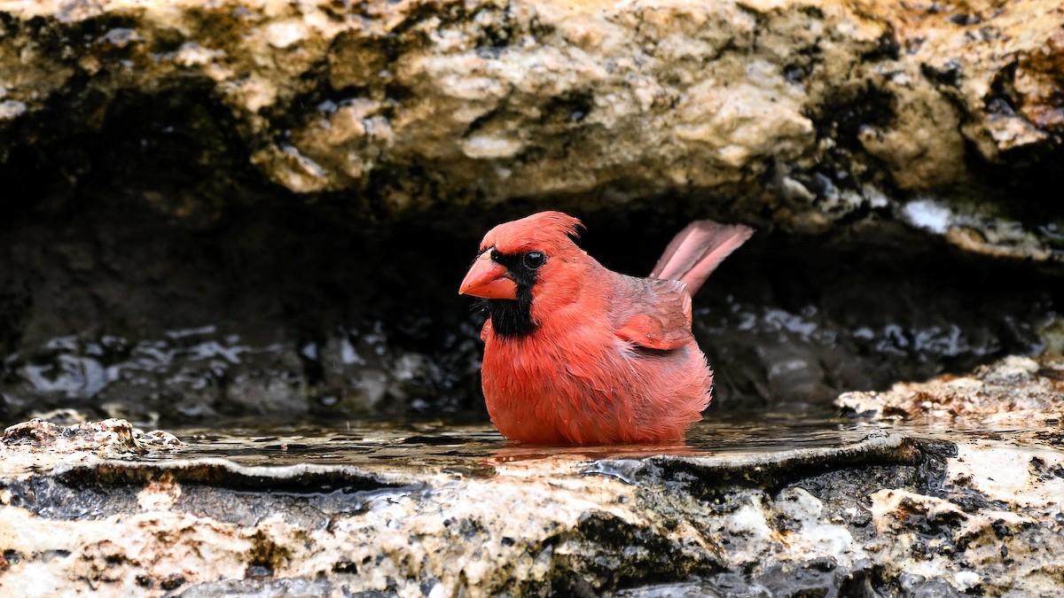 Northern Cardinal - ML620270863