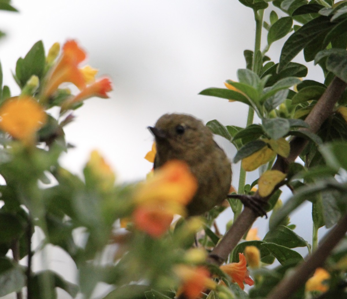 White-sided Flowerpiercer - ML620270866