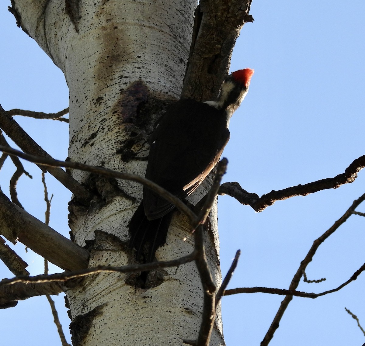 Pileated Woodpecker - ML620270876