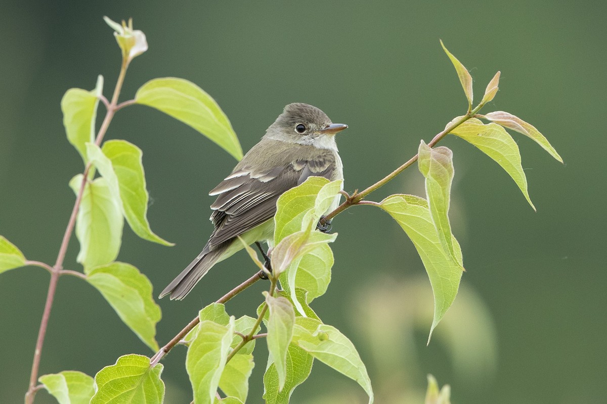 Willow Flycatcher - ML620270883