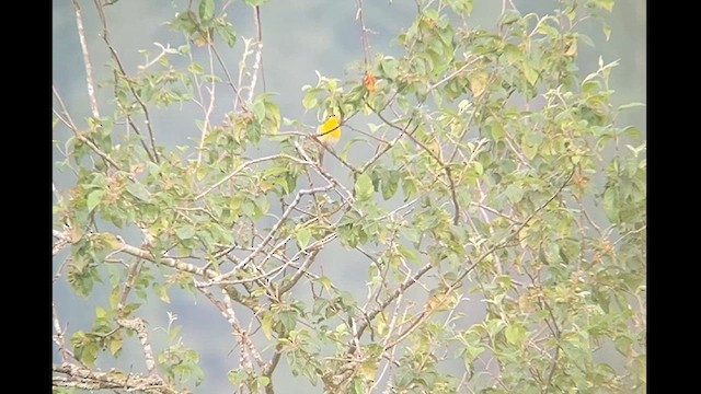 Yellow-breasted Chat - ML620270884