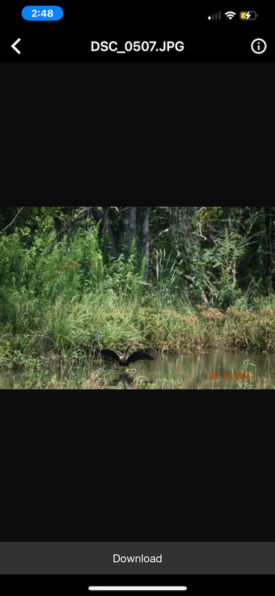 Anhinga Americana - ML620270886