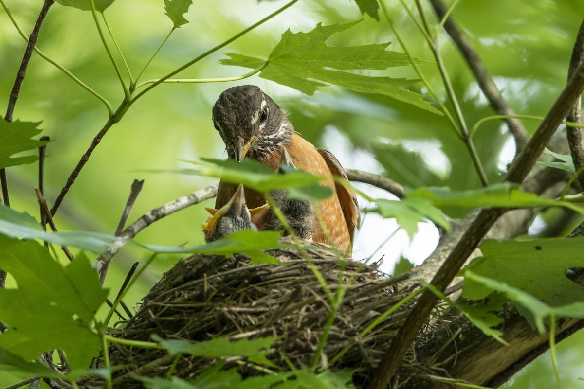 American Robin - ML620270892